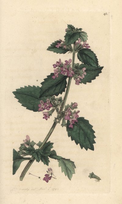 Black Horehound, Ballota Nigra (Ballote Noire), ruční gravírování měděné desky po ilustraci Jamese Sowerbyho z anglické botaniky Jamese Smitha, Londýn od James Sowerby