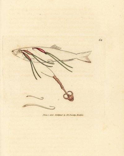 Krví se živící parazit copepod na oku spreje, Lernaeenicus sprattae (Lernaea sprattae). A další podivný červ nalezený na skořápce ústřice. Ručně kolorovaná mědirytina od Jamese Sowerbyho z The British Miscellany, nebo Barevné figurky nových, vzácných, od James Sowerby