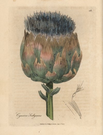 Modře a fialově květovaný artyčok, Cynara scolymus od James Sowerby
