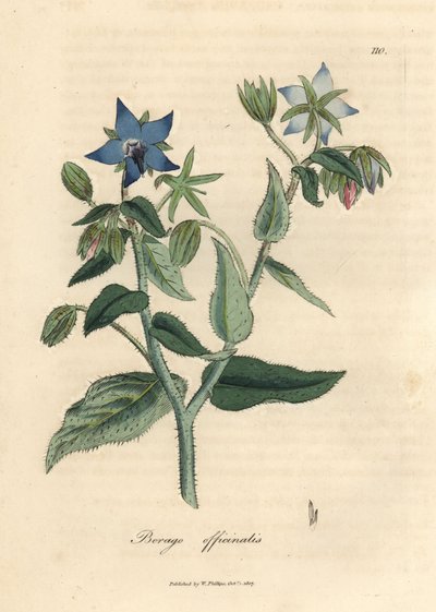 Modrá květina borage, Borago officinalis od James Sowerby