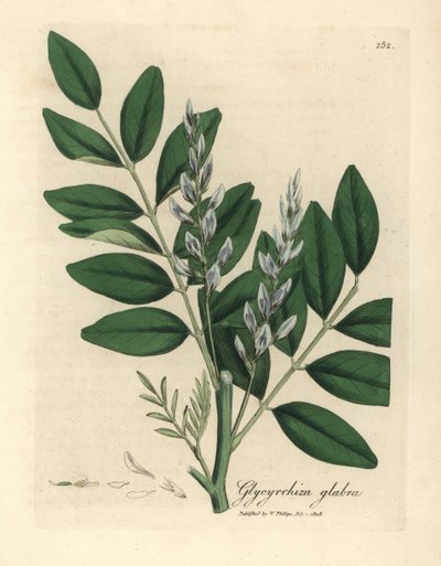 Modře květovaná lékořice obecná, Glycyrrhiza glabra od James Sowerby