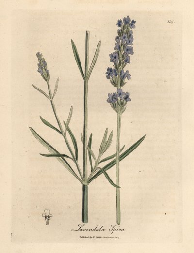 Modrá květovaná levandule, Lavandula spica od James Sowerby