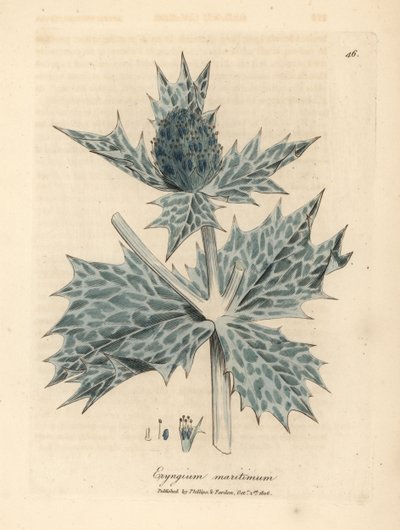 Modře květovaná cesmína nebo eryngo, Eryngium maritinum od James Sowerby