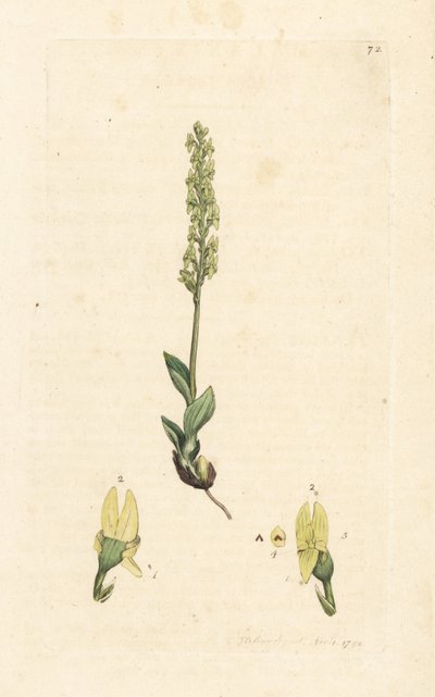 Orchideje bahenní, Hammarbya paludosa (čepel bahenní, Malaxis paludosa). Ručně kolorovaná mědirytina podle ilustrace Jamese Sowerbyho z James Smith
