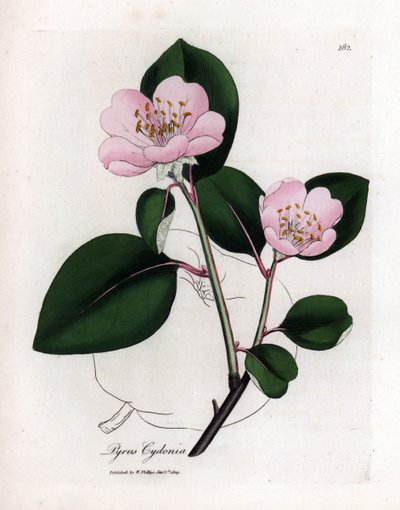 Botanická tabule: květy a kdoule, plody Cognassier (Cydonia oblonga) - Růžově květovaná kdoule s obrysem plodů, Pyrus cydonia. Ručně kolorovaná mědirytina z botanické ilustrace od Jamese Sowerbyho z William Woodville a Sir Wil od James Sowerby
