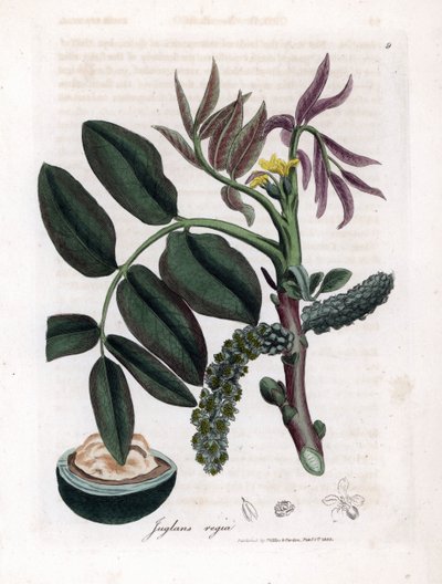 Botanická tabule: listy, rostliny a plody ořešáku Listy, žlutý květ a ořech ořešáku královského, Juglans regia. Ručně kolorovaná mědirytina z botanické ilustrace od Jamese Sowerbyho z William Woodville a Sir William Jackson Hooker