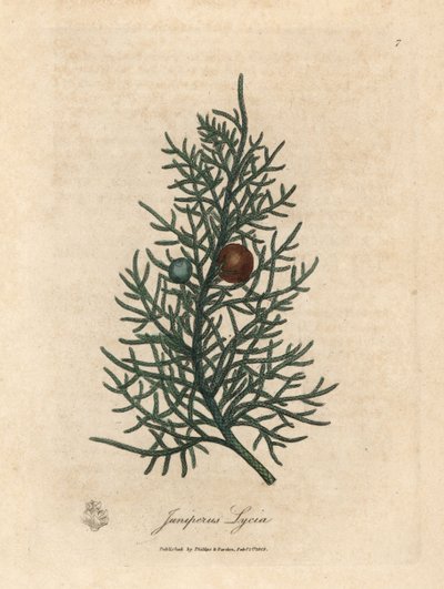 Větev a bobule cedrového stromu Juniperus lycia od James Sowerby