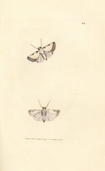 Brixton Beauty, Acontia Nitidula (Phalaena Catena). Ruční gravírování měděné desky od Jamese Sowerbyho z britské miscellany nebo barevné postavy nových, vzácných nebo málo známých zvířecích předmětů. od James Sowerby