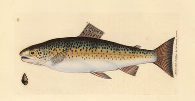 Pstruh obecný, Salmo trutta fario (pstruh Gillaroo, Salmo fario). Ručně kolorovaná mědirytina od Jamese Sowerbyho z The British Miscellany nebo Barevné figurky nových, vzácných nebo málo známých zvířecích předmětů. od James Sowerby