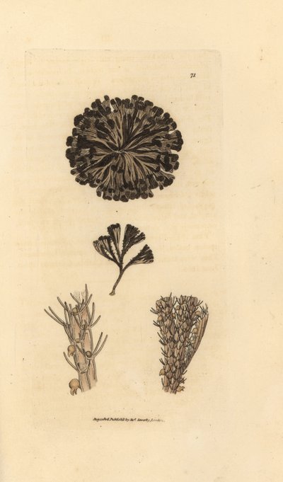 Bugulina avicularia (Flustra avicularis). Ručně kolorovaná mědirytina od Jamese Sowerbyho z The British Miscellany nebo Barevné figurky nových, vzácných nebo málo známých zvířecích předmětů. od James Sowerby
