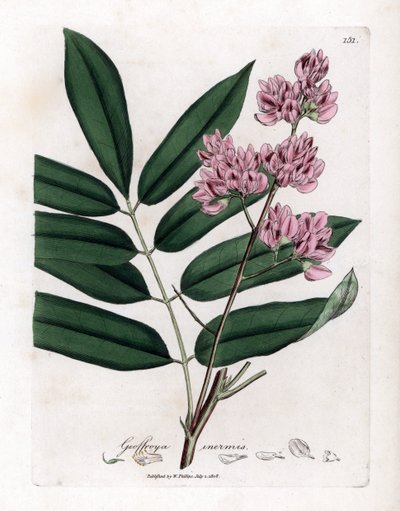 Zelí strom nebo kůra zelí - Zelí strom, Andira inermis. Ručně kolorovaná mědirytina z botanické ilustrace Jamese Sowerbyho z Williama Woodvilla a Sira Williama Jacksona Hookera "" Medical Botany "," John Bohn, Londýn od James Sowerby
