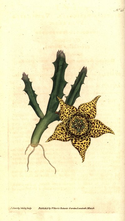 Kaktusový škrob - Orbea variegata (Stapelia pestrá, Stapelia variegata). Ručně kolorovaná mědirytina a botanická ilustrace od Jamese Sowerbyho z The Botanical Magazine Williama Curtise, Lambeth Marsh, Londýn od James Sowerby