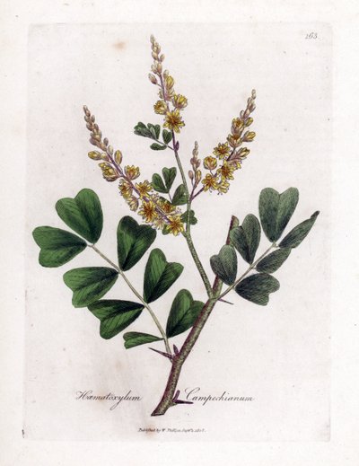 Campeche nebo campeche wood - Logwood, Haematoxylum campechianum. Ručně kolorovaná mědirytina z botanické ilustrace Jamese Sowerbyho z Williama Woodvilla a Sira Williama Jacksona Hookera "" Medical Botany "," John Bohn, Londýn od James Sowerby