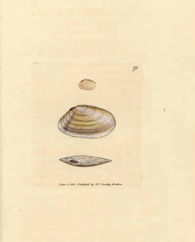 Candystick tellina shell, Tellina similis. Ručně kolorovaná mědirytina od Jamese Sowerbyho z The British Miscellany nebo Barevné figurky nových, vzácných nebo málo známých zvířecích předmětů. od James Sowerby
