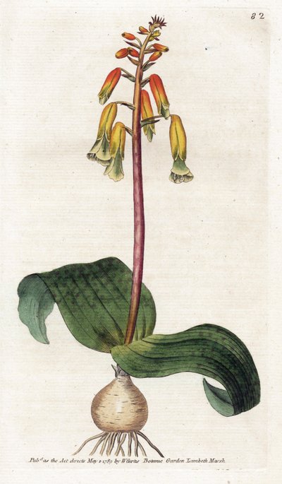 Kapské město kukačka - Litografie od Jamese Sowerbyho (1757-1822), deska z Botanical Magazine od Williama Curtise (1746-1799) od James Sowerby
