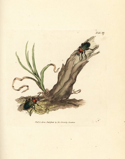Carabus nitens brouk. Ručně kolorovaná mědirytina od Jamese Sowerbyho z The British Miscellany nebo Barevné figurky nových, vzácných nebo málo známých zvířecích předmětů. od James Sowerby