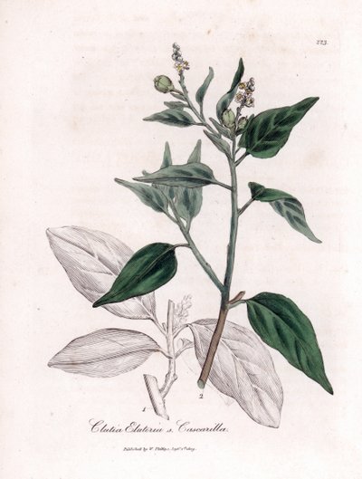 Cascarille officinale nebo měkké nebo umělé dřevo quinquina - Cascarilla, Croton (Clutia) eluteria. Ručně kolorovaná mědirytina z botanické ilustrace Jamese Sowerbyho z Williama Woodvilla a Sira Williama Jacksona Hookera "" Medical Botany "," John od James Sowerby