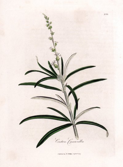 Cascarille officinale nebo měkké dřevo nebo faux quinquina - Cascarilla, Croton eluteria. Ručně kolorovaná mědirytina z botanické ilustrace od Jamese Sowerbyho z Williama Woodvilla a Sira Williama Jacksona Hookera "" Medical Botany," John Bohn, Lo od James Sowerby