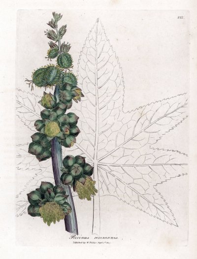 Skočec – Rostlina skočec obecný, Ricinus communis. Ručně kolorovaná mědirytina z botanické ilustrace Jamese Sowerbyho z Williama Woodvilla a Sira Williama Jacksona Hookera "" Medical Botany "," John Bohn, Londýn od James Sowerby