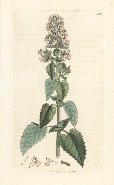 Catnip, Nepeta cataria (cataire) Ručně kolorovaná mědirytina podle ilustrace Jamese Sowerbyho z James Smith