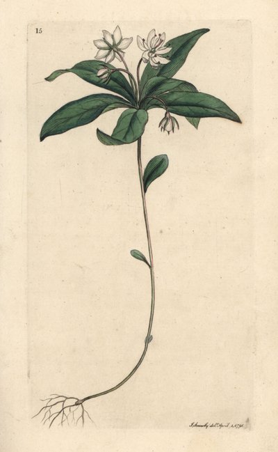 Ptačinec ozimý, Lysimachia europaea (Trientalis europaea) (Trientale d