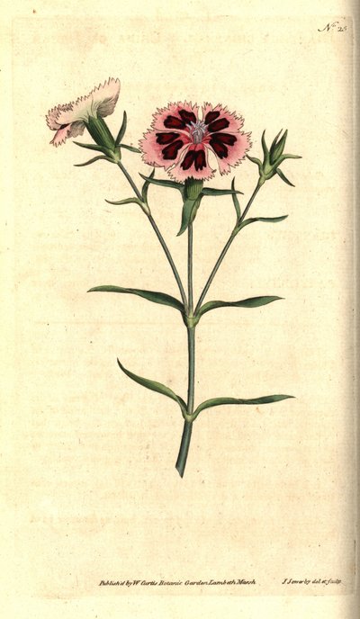 Čínský karafiát - čínský růžový nebo indický růžový, Dianthus chinensis. Ručně kolorovaná mědirytina a botanická ilustrace od Jamese Sowerbyho z The Botanical Magazine Williama Curtise, Lambeth Marsh, Londýn od James Sowerby