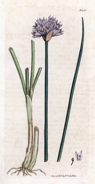 Pažitka (Allium schoenoprasum). Ručně kolorovaná mědirytina z botanické ilustrace Jamese Sowerbyho pro knihu Jamese Smithe „English botanical““ (1790-1814). Neúnavný Sowerby (1757–1822) nakreslil pro Smith Mammoth „English Bot“ více než 2500 rostlin. od James Sowerby