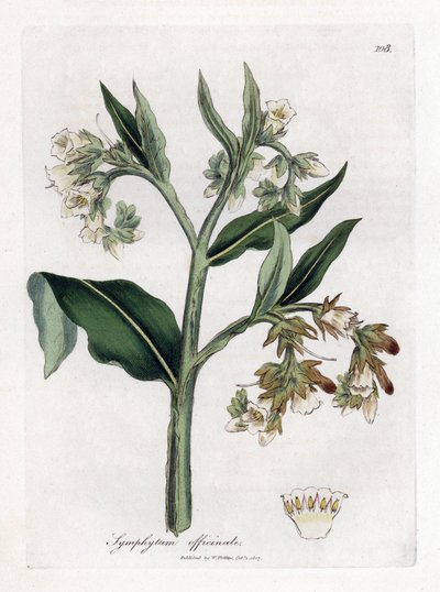 Kostival lékařský - Kostival lékařský, Symphytum officinale. Ručně kolorovaná mědirytina z botanické ilustrace Jamese Sowerbyho z Williama Woodvilla a Sira Williama Jacksona Hookera "" Medical Botany "," John Bohn, Londýn od James Sowerby