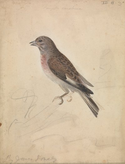 Společná Linnet od James Sowerby