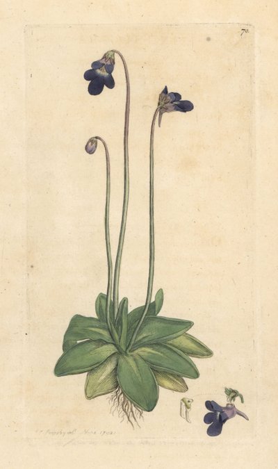 Máslovník obecný, Pinguicula vulgaris (grassette) Ručně kolorovaná mědirytina podle ilustrace Jamese Sowerbyho z James Smith