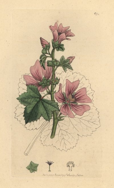 Sléz obecný, Malva sylvestris Ručně kolorovaná mědirytina podle kresby Jamese Sowerbyho pro Anglickou botaniku Jamese Smithe od James Sowerby