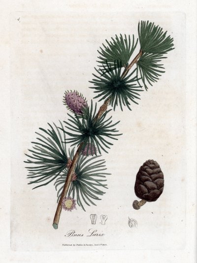 Meleze obecná nebo evropská - modřín evropský, Larix decidua. Ručně kolorovaná mědirytina z botanické ilustrace Jamese Sowerbyho z Williama Woodvilla a Sira Williama Jacksona Hookera "" Medical Botany "," John Bohn, Londýn od James Sowerby