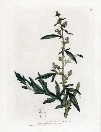 Pelyněk obecný nebo vulgární - pelyněk obecný, Artemisia vulgaris. Ručně kolorovaná mědirytina z botanické ilustrace Jamese Sowerbyho z Williama Woodvilla a Sira Williama Jacksona Hookera "" Medical Botany "," John Bohn, Londýn od James Sowerby