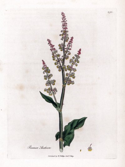 Šťovík obecný nebo šťovík velký - Šťovík zahradní, Rumex acetosa. Ručně kolorovaná mědirytina z botanické ilustrace Jamese Sowerbyho z Williama Woodvilla a Sira Williama Jacksona Hookera "" Medical Botany "," John Bohn, Londýn od James Sowerby