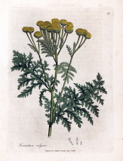 Tansy nebo stříkance - Tansy, Tanacetum vulgare. Ručně kolorovaná mědirytina z botanické ilustrace Jamese Sowerbyho z Williama Woodvilla a Sira Williama Jacksona Hookera "" Medical Botany "," John Bohn, Londýn od James Sowerby