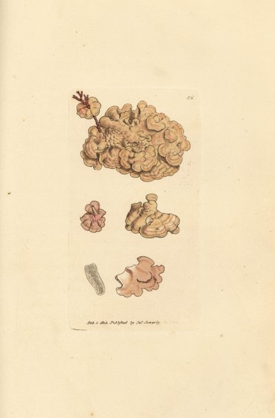 Druh Corallina, Corallina auriculariaeformis. (Cactus coralline, Halimedia opuntia?) Ručně kolorovaná mědirytina od Jamese Sowerbyho z The British Miscellany nebo Barevné figurky nových, vzácných nebo málo známých zvířecích předmětů. od James Sowerby