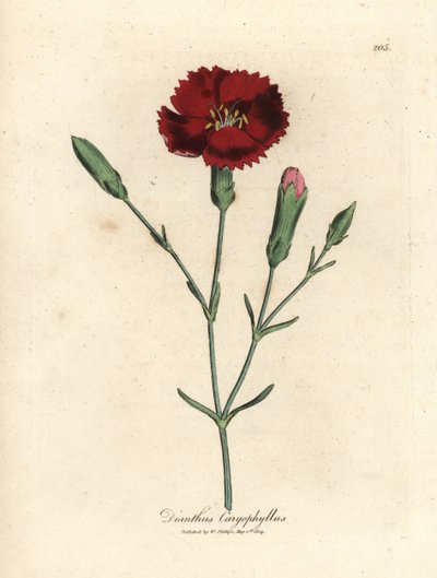 Karafiát karafiát, hřebíček růžový, Dianthus caryophyllus od James Sowerby