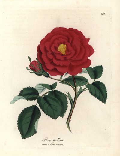 Karmínová úřední růže, Rosa gallica od James Sowerby