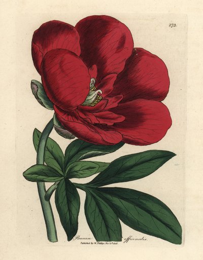 Pivoňka karmínová, Paeonia officinalis od James Sowerby