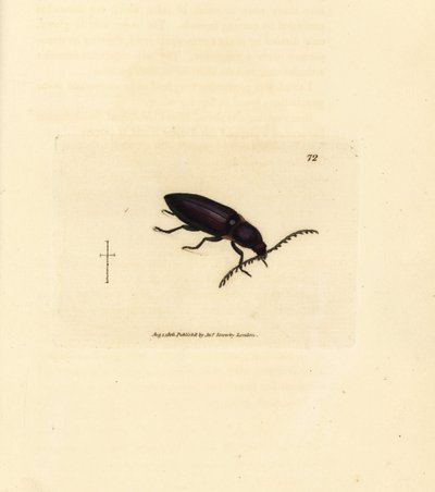 Ctenicera cuprea brouk (Elater chalybeus). Ručně kolorovaná mědirytina od Jamese Sowerbyho z The British Miscellany nebo Barevné figurky nových, vzácných nebo málo známých zvířecích předmětů. od James Sowerby
