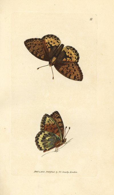 Tmavě zelená fritillary, Argynnis aglaia (motýlek Charlotte, Papilio charlotta). Ručně kolorovaná mědirytina od Jamese Sowerbyho z The British Miscellany nebo Barevné figurky nových, vzácných nebo málo známých zvířecích předmětů. od James Sowerby