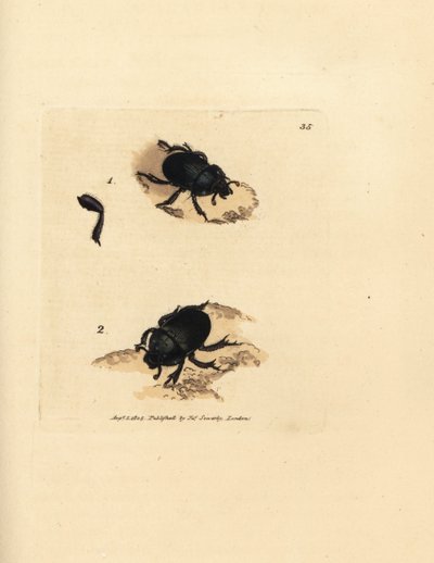 Dor brouk nebo hnojník zemní, Geotrupes puncticollis (Scarabaeus spiniger). Ručně kolorovaná mědirytina od Jamese Sowerbyho z The British Miscellany nebo Barevné figurky nových, vzácných nebo málo známých zvířecích předmětů. od James Sowerby