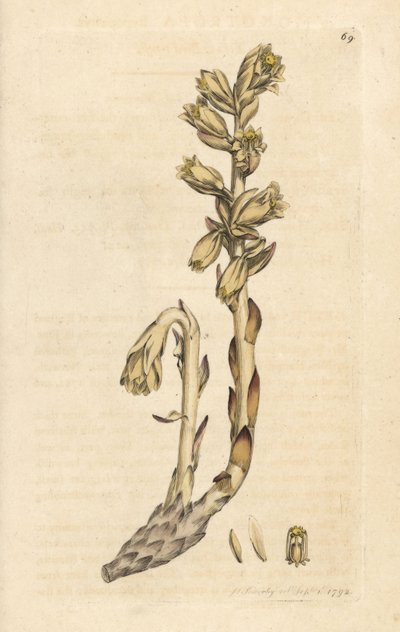 Dutchova dýmka, Monotropa hypopitys (Hnízdo žlutého, Monotropa hypopithys) (Aristoloche) Ručně kolorovaná mědirytina podle ilustrace Jamese Sowerbyho z James Smith