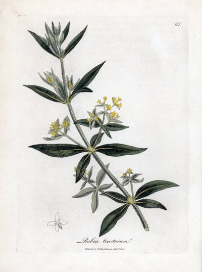 Dyerův šílenec, Rubia tinctorum. Ručně kolorovaná mědirytina z botanické ilustrace Jamese Sowerbyho z Williama Woodvilla a Sira Williama Jacksona Hookera "" Medical Botany "," John Bohn, Londýn od James Sowerby