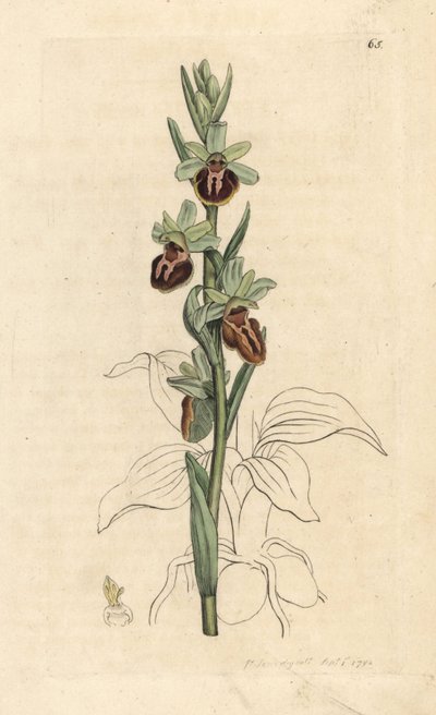 Raná pavoučí orchidej, Ophrys sphegodes (Spider orchis, Ophrys aranifera). Ručně kolorovaná mědirytina podle ilustrace Jamese Sowerbyho z James Smith