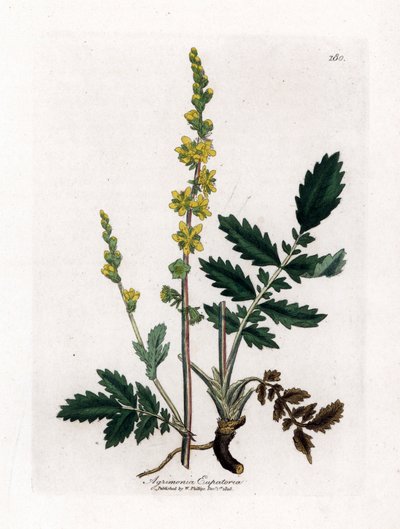 Eupatory sour - Agrimony, Agrimonia eupatoria. Ručně kolorovaná mědirytina z botanické ilustrace Jamese Sowerbyho z Williama Woodvilla a Sira Williama Jacksona Hookera "" Medical Botany "," John Bohn, Londýn od James Sowerby