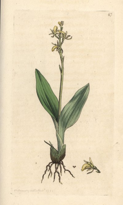 Vstavač slaměný, Liparis loeselii (Dwarf ophrys, Ophrys loeselii). Ručně kolorovaná mědirytina podle ilustrace Jamese Sowerbyho z James Smith