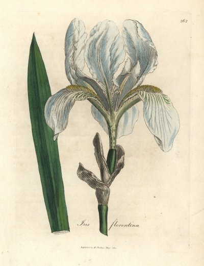 Florentská duha, Florentská duha od James Sowerby