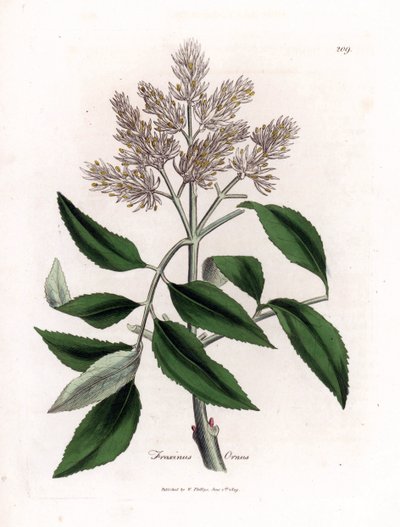 Kvetoucí jasan, Fraxinus ornus. Ručně kolorovaná mědirytina z botanické ilustrace Jamese Sowerbyho z Williama Woodvilla a Sira Williama Jacksona Hookera "" Medical Botany "," John Bohn, Londýn od James Sowerby