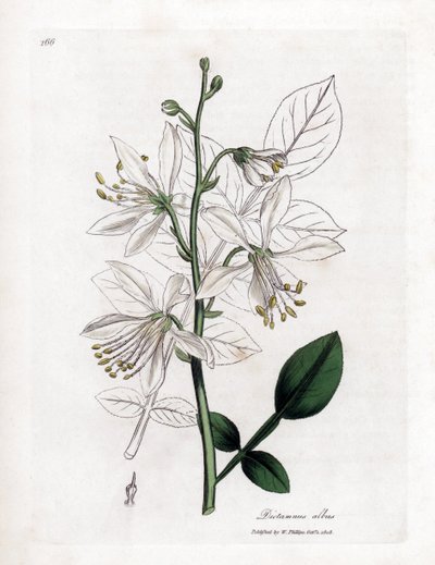 Fraxinelle - Bílá fraxinella nebo basard dittany, Dictamnus albus. Ručně kolorovaná mědirytina z botanické ilustrace Jamese Sowerbyho z Williama Woodvilla a Sira Williama Jacksona Hookera "" Medical Botany "," John Bohn, Londýn od James Sowerby